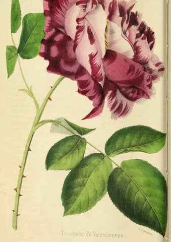 Reproducción/Reproduction 35961726074: Revue horticole.. Paris :Librairie agricole de la maison rustique,1829-1974.