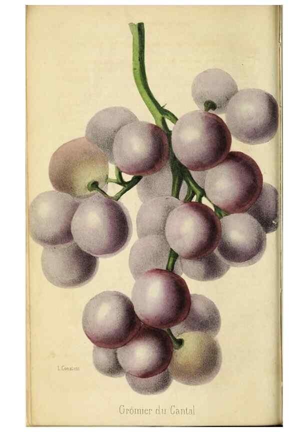 Reproducción/Reproduction 35961728044: Revue horticole.. Paris :Librairie agricole de la maison rustique,1829-1974.