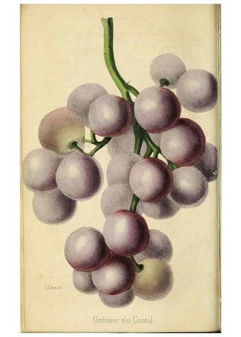 Reproducción/Reproduction 35961728044: Revue horticole.. Paris :Librairie agricole de la maison rustique,1829-1974.