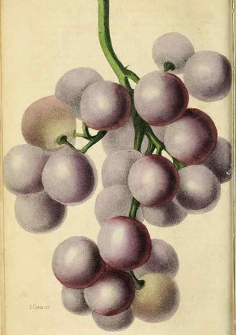 Reproducción/Reproduction 35961728044: Revue horticole.. Paris :Librairie agricole de la maison rustique,1829-1974.
