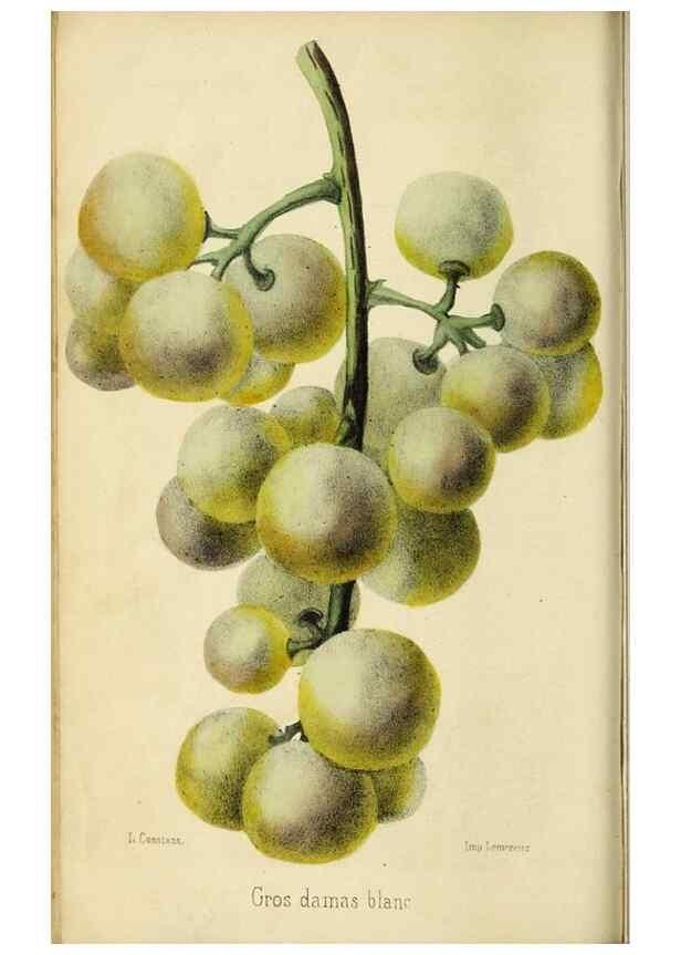 Reproducción/Reproduction 35961729724: Revue horticole.. Paris :Librairie agricole de la maison rustique,1829-1974.