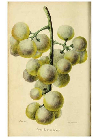 Reproducción/Reproduction 35961729724: Revue horticole.. Paris :Librairie agricole de la maison rustique,1829-1974.