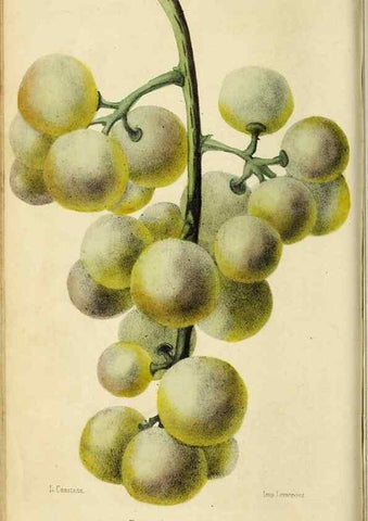 Reproducción/Reproduction 35961729724: Revue horticole.. Paris :Librairie agricole de la maison rustique,1829-1974.