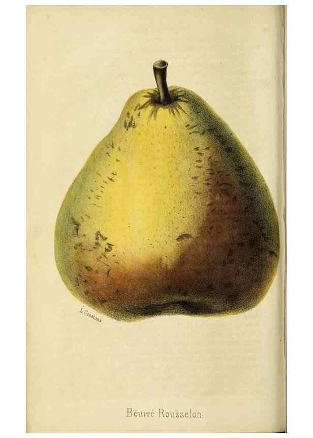Reproducción/Reproduction 35961731584: Revue horticole.. Paris :Librairie agricole de la maison rustique,1829-1974.