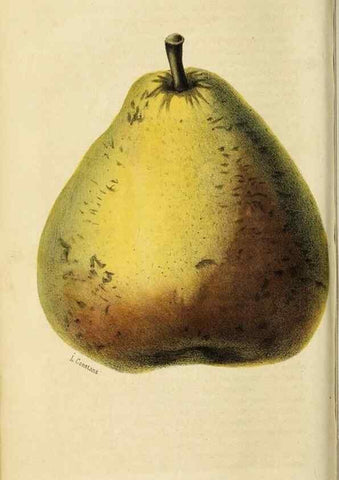 Reproducción/Reproduction 35961731584: Revue horticole.. Paris :Librairie agricole de la maison rustique,1829-1974.