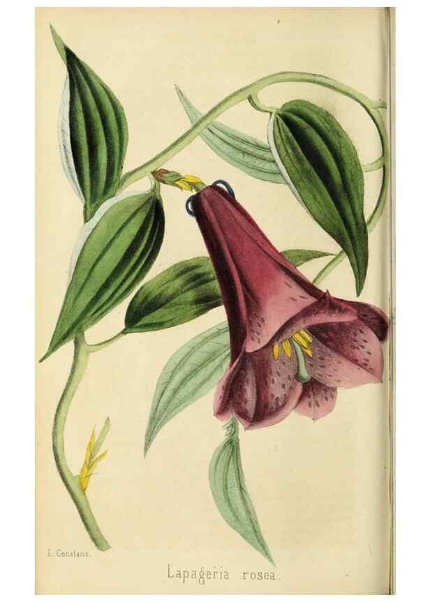 Reproducción/Reproduction 36626036302: Revue horticole.. Paris :Librairie agricole de la maison rustique,1829-1974.