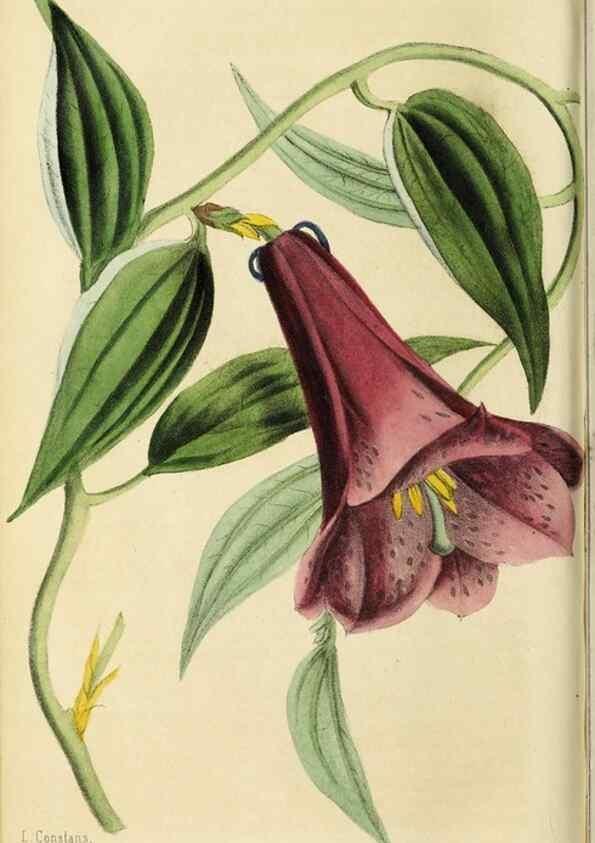 Reproducción/Reproduction 36626036302: Revue horticole.. Paris :Librairie agricole de la maison rustique,1829-1974.