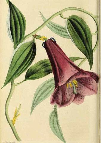 Reproducción/Reproduction 36626036302: Revue horticole.. Paris :Librairie agricole de la maison rustique,1829-1974.