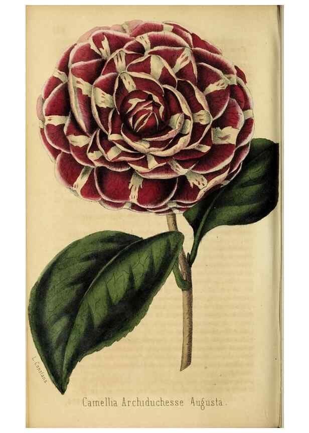 Reproducción/Reproduction 36626038882: Revue horticole.. Paris :Librairie agricole de la maison rustique,1829-1974.