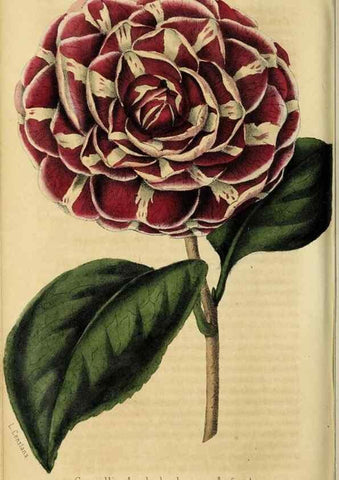 Reproducción/Reproduction 36626038882: Revue horticole.. Paris :Librairie agricole de la maison rustique,1829-1974.