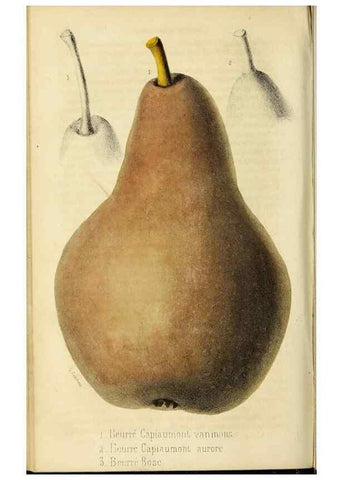 Reproducción/Reproduction 36749045186: Revue horticole.. Paris :Librairie agricole de la maison rustique,1829-1974.