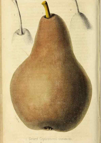 Reproducción/Reproduction 36749045186: Revue horticole.. Paris :Librairie agricole de la maison rustique,1829-1974.