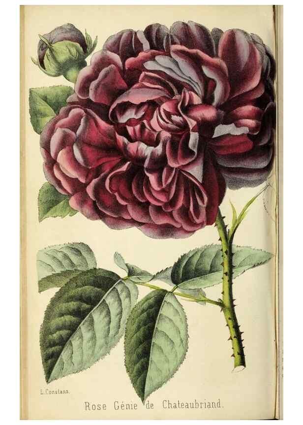 Reproducción/Reproduction 36749047066: Revue horticole.. Paris :Librairie agricole de la maison rustique,1829-1974.