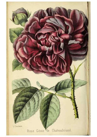 Reproducción/Reproduction 36749047066: Revue horticole.. Paris :Librairie agricole de la maison rustique,1829-1974.