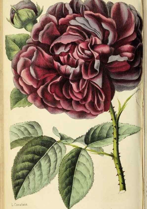 Reproducción/Reproduction 36749047066: Revue horticole.. Paris :Librairie agricole de la maison rustique,1829-1974.