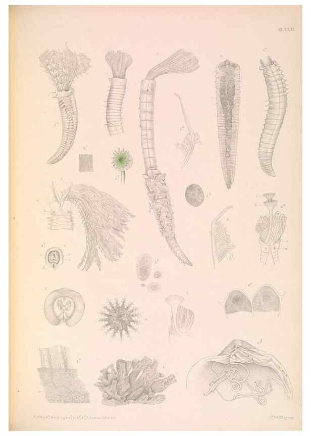 Reproducción/Reproduction 36310343321: A monograph of the British marine annelids.. London,The Ray society,1873/1900-1922/23.