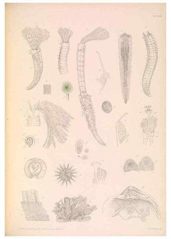 Reproducción/Reproduction 36310343321: A monograph of the British marine annelids.. London,The Ray society,1873/1900-1922/23.