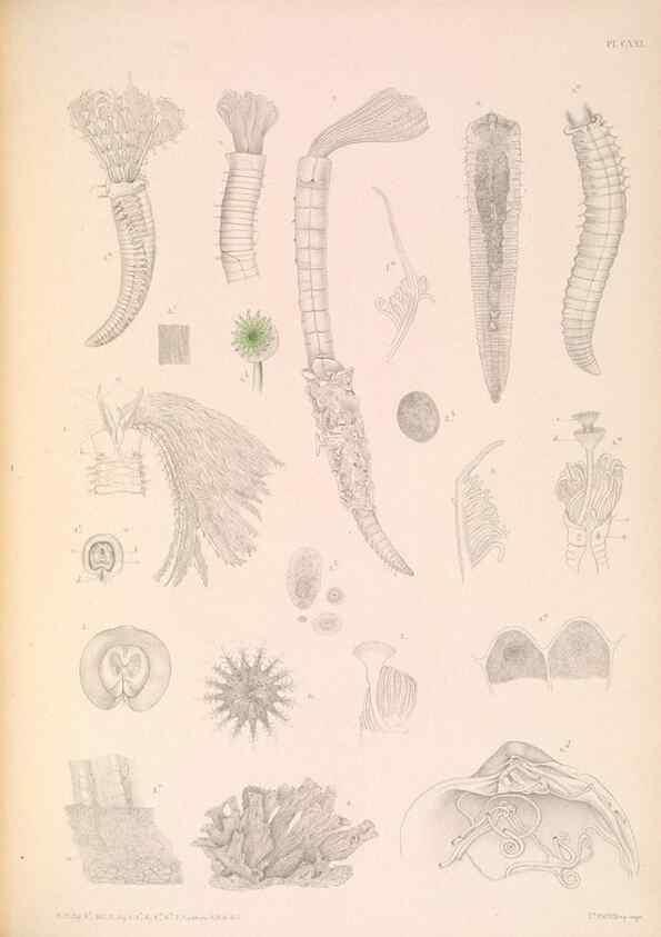 Reproducción/Reproduction 36310343321: A monograph of the British marine annelids.. London,The Ray society,1873/1900-1922/23.