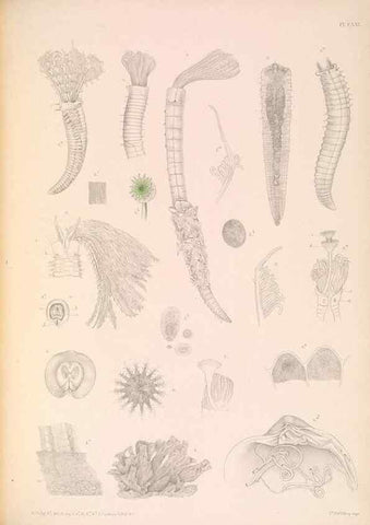Reproducción/Reproduction 36310343321: A monograph of the British marine annelids.. London,The Ray society,1873/1900-1922/23.