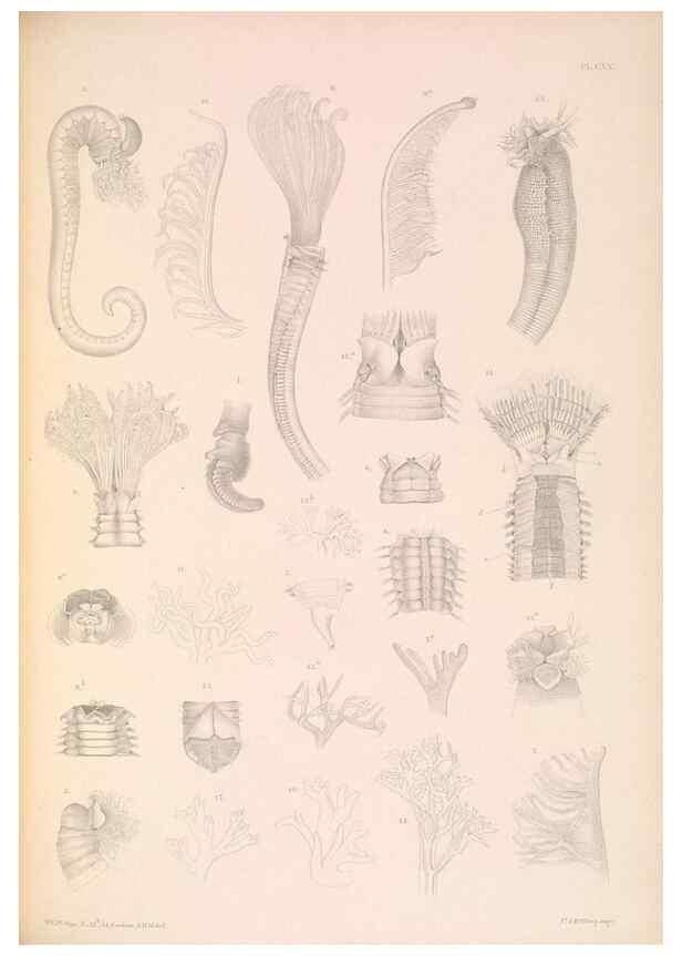 Reproducción/Reproduction 36310341361: A monograph of the British marine annelids.. London,The Ray society,1873/1900-1922/23.