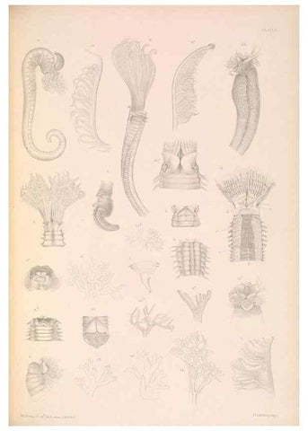 Reproducción/Reproduction 36310341361: A monograph of the British marine annelids.. London,The Ray society,1873/1900-1922/23.