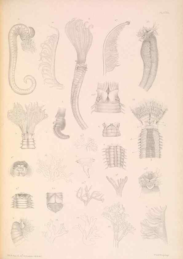 Reproducción/Reproduction 36310341361: A monograph of the British marine annelids.. London,The Ray society,1873/1900-1922/23.