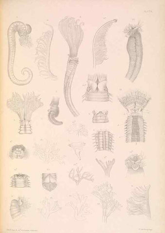Reproducción/Reproduction 36310341361: A monograph of the British marine annelids.. London,The Ray society,1873/1900-1922/23.