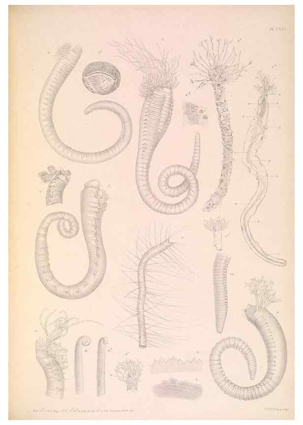 Reproducción/Reproduction 36310339671: A monograph of the British marine annelids.. London,The Ray society,1873/1900-1922/23.