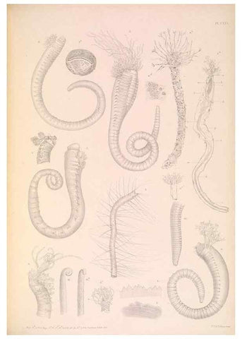 Reproducción/Reproduction 36310339671: A monograph of the British marine annelids.. London,The Ray society,1873/1900-1922/23.
