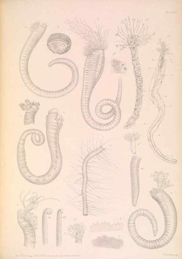Reproducción/Reproduction 36310339671: A monograph of the British marine annelids.. London,The Ray society,1873/1900-1922/23.