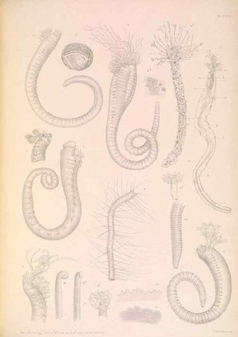 Reproducción/Reproduction 36310339671: A monograph of the British marine annelids.. London,The Ray society,1873/1900-1922/23.