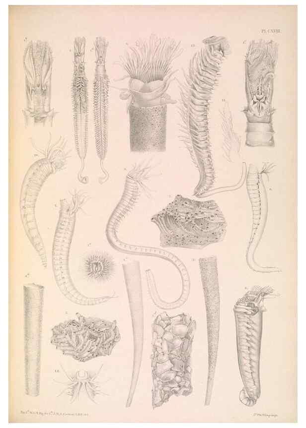 Reproducción/Reproduction 36310337241: A monograph of the British marine annelids.. London,The Ray society,1873/1900-1922/23.