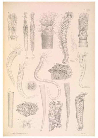 Reproducción/Reproduction 36310337241: A monograph of the British marine annelids.. London,The Ray society,1873/1900-1922/23.