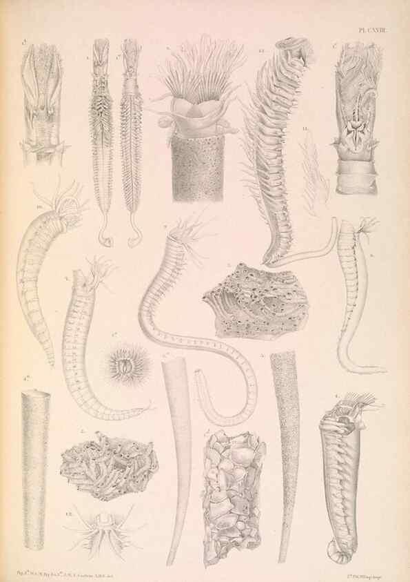Reproducción/Reproduction 36310337241: A monograph of the British marine annelids.. London,The Ray society,1873/1900-1922/23.
