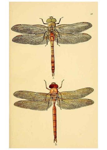 Reproducción/Reproduction 36329603776: British libellulinae, or, Dragon flies :. London :Printed by J.C. Bridgewater,1845.