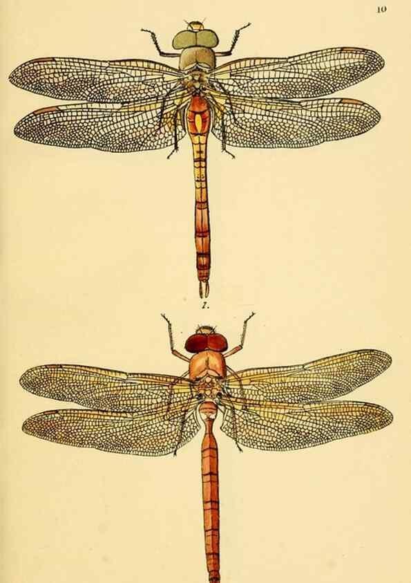 Reproducción/Reproduction 36329603776: British libellulinae, or, Dragon flies :. London :Printed by J.C. Bridgewater,1845.