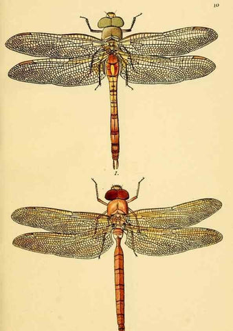 Reproducción/Reproduction 36329603776: British libellulinae, or, Dragon flies :. London :Printed by J.C. Bridgewater,1845.