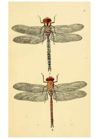 Reproducción/Reproduction 36329605926: British libellulinae, or, Dragon flies :. London :Printed by J.C. Bridgewater,1845.
