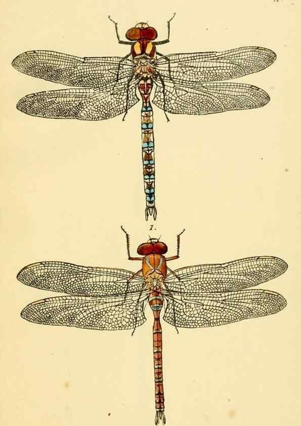 Reproducción/Reproduction 36329605926: British libellulinae, or, Dragon flies :. London :Printed by J.C. Bridgewater,1845.