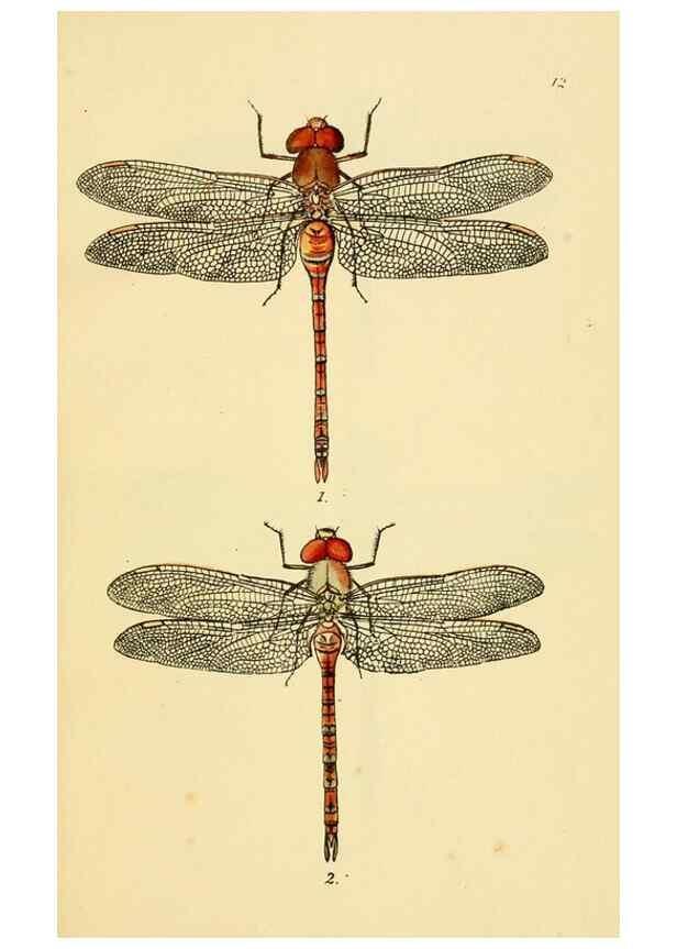 Reproducción/Reproduction 36329607626: British libellulinae, or, Dragon flies :. London :Printed by J.C. Bridgewater,1845.