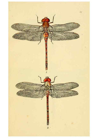 Reproducción/Reproduction 36329607626: British libellulinae, or, Dragon flies :. London :Printed by J.C. Bridgewater,1845.