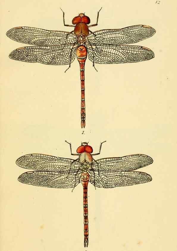 Reproducción/Reproduction 36329607626: British libellulinae, or, Dragon flies :. London :Printed by J.C. Bridgewater,1845.