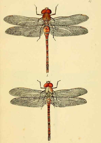 Reproducción/Reproduction 36329607626: British libellulinae, or, Dragon flies :. London :Printed by J.C. Bridgewater,1845.