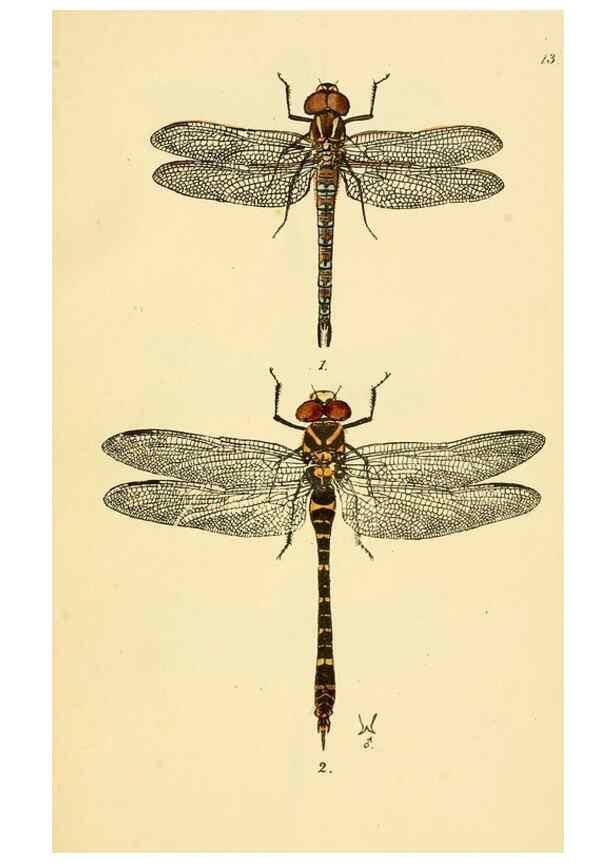 Reproducción/Reproduction 36329609496: British libellulinae, or, Dragon flies :. London :Printed by J.C. Bridgewater,1845.