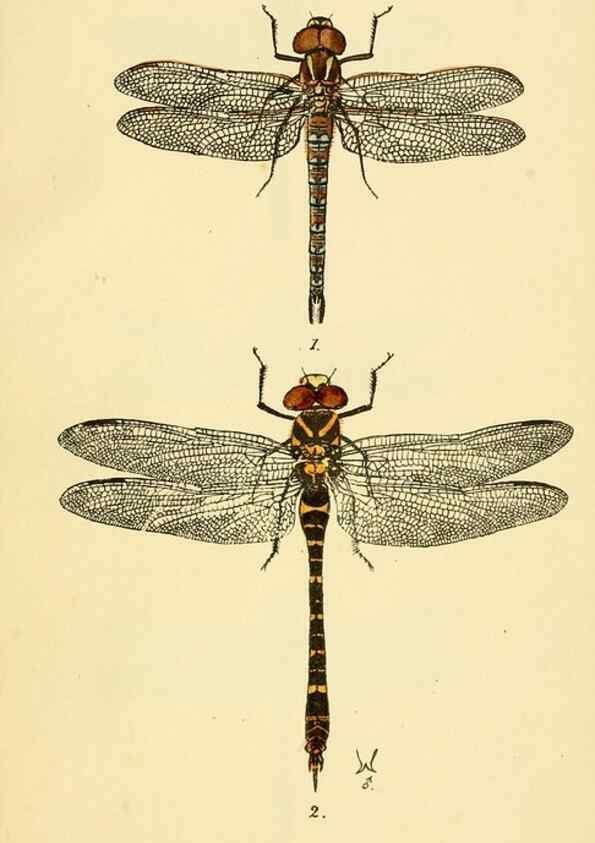 Reproducción/Reproduction 36329609496: British libellulinae, or, Dragon flies :. London :Printed by J.C. Bridgewater,1845.