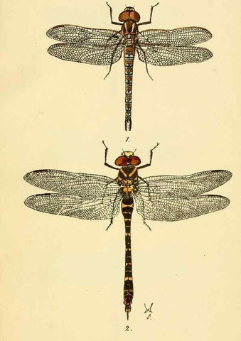 Reproducción/Reproduction 36329609496: British libellulinae, or, Dragon flies :. London :Printed by J.C. Bridgewater,1845.