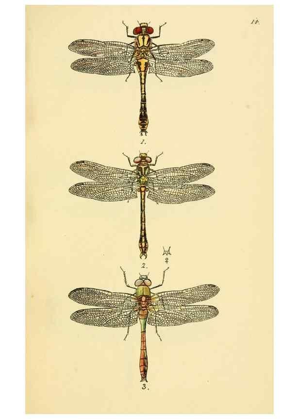 Reproducción/Reproduction 36329611866: British libellulinae, or, Dragon flies :. London :Printed by J.C. Bridgewater,1845.