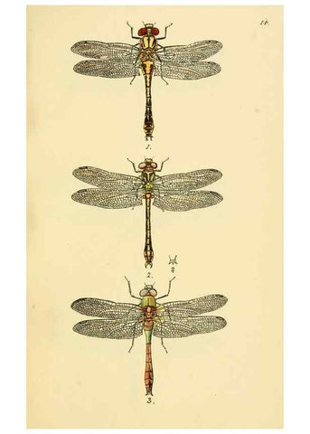 Reproducción/Reproduction 36329611866: British libellulinae, or, Dragon flies :. London :Printed by J.C. Bridgewater,1845.