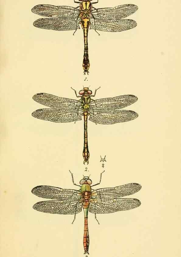 Reproducción/Reproduction 36329611866: British libellulinae, or, Dragon flies :. London :Printed by J.C. Bridgewater,1845.