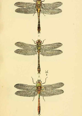Reproducción/Reproduction 36329611866: British libellulinae, or, Dragon flies :. London :Printed by J.C. Bridgewater,1845.